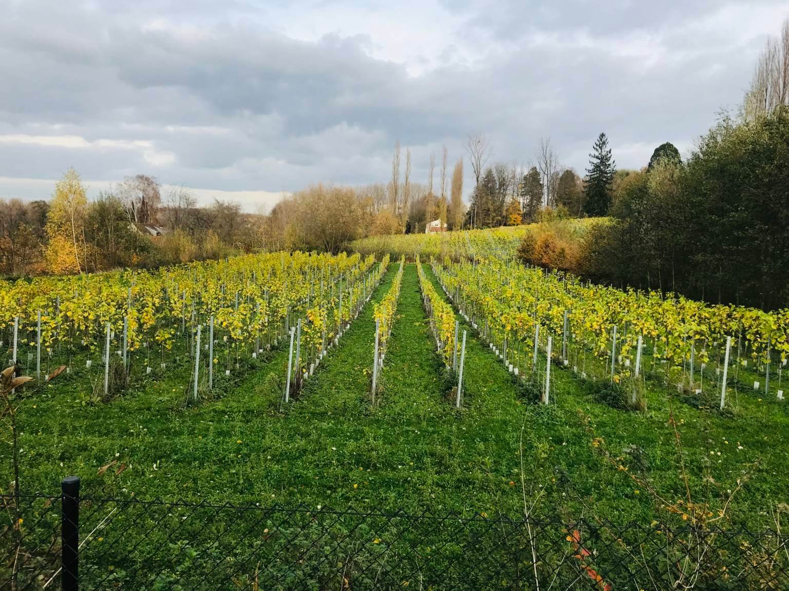 Domaine de Krayenberg