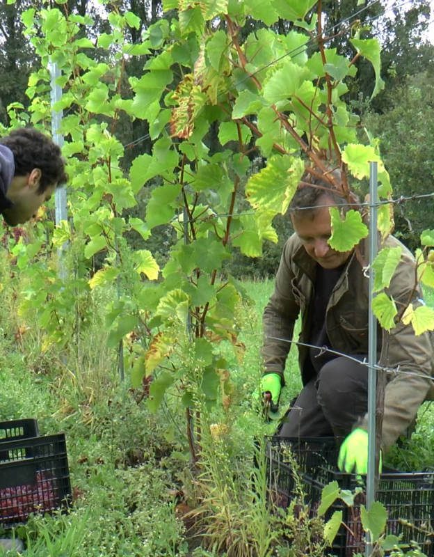 Naissance d’un vignoble à Beersel