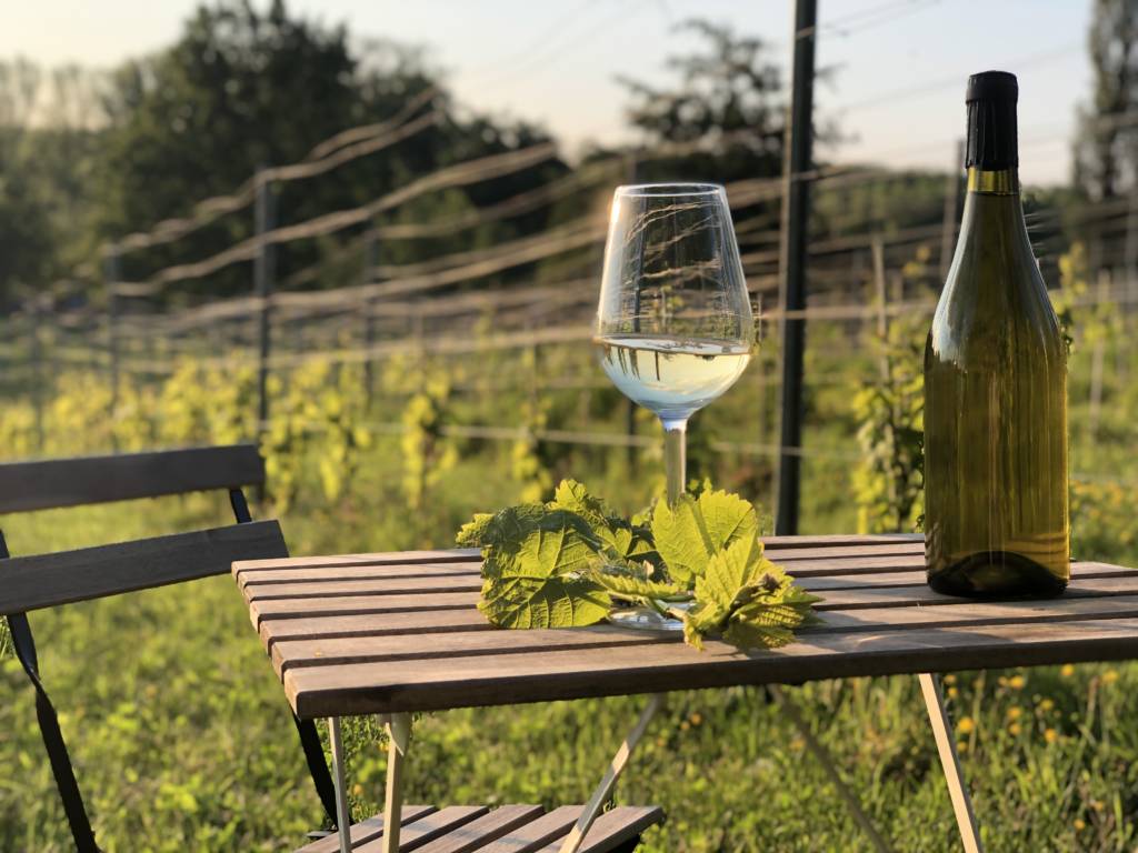 Vin et cépages du domaine