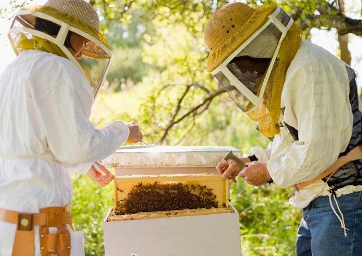 Ruches au domaine de Krayenberg