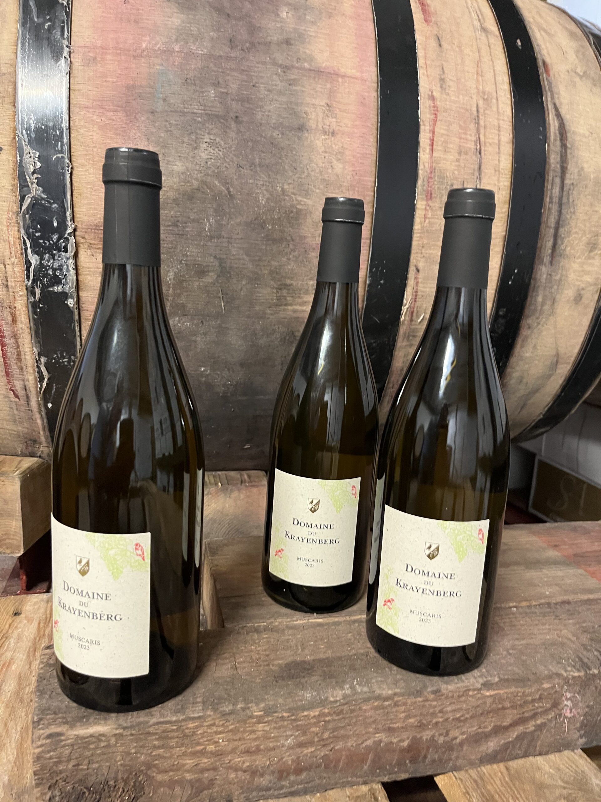 Muscaris de Beersel 2023