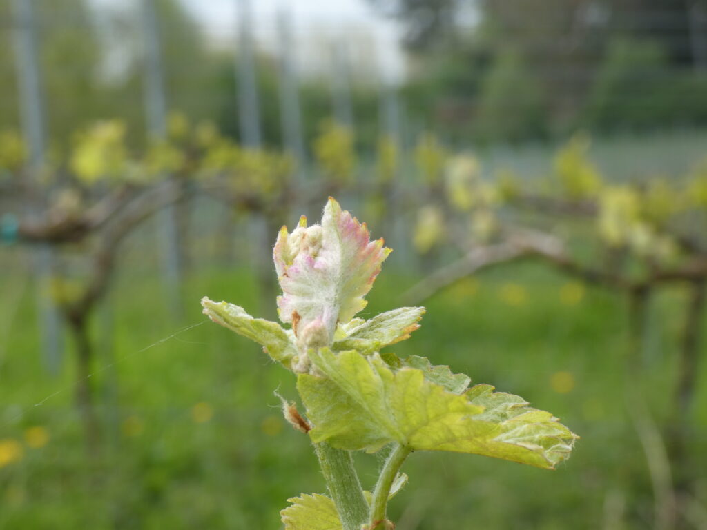 Le palissage et les travaux en vert