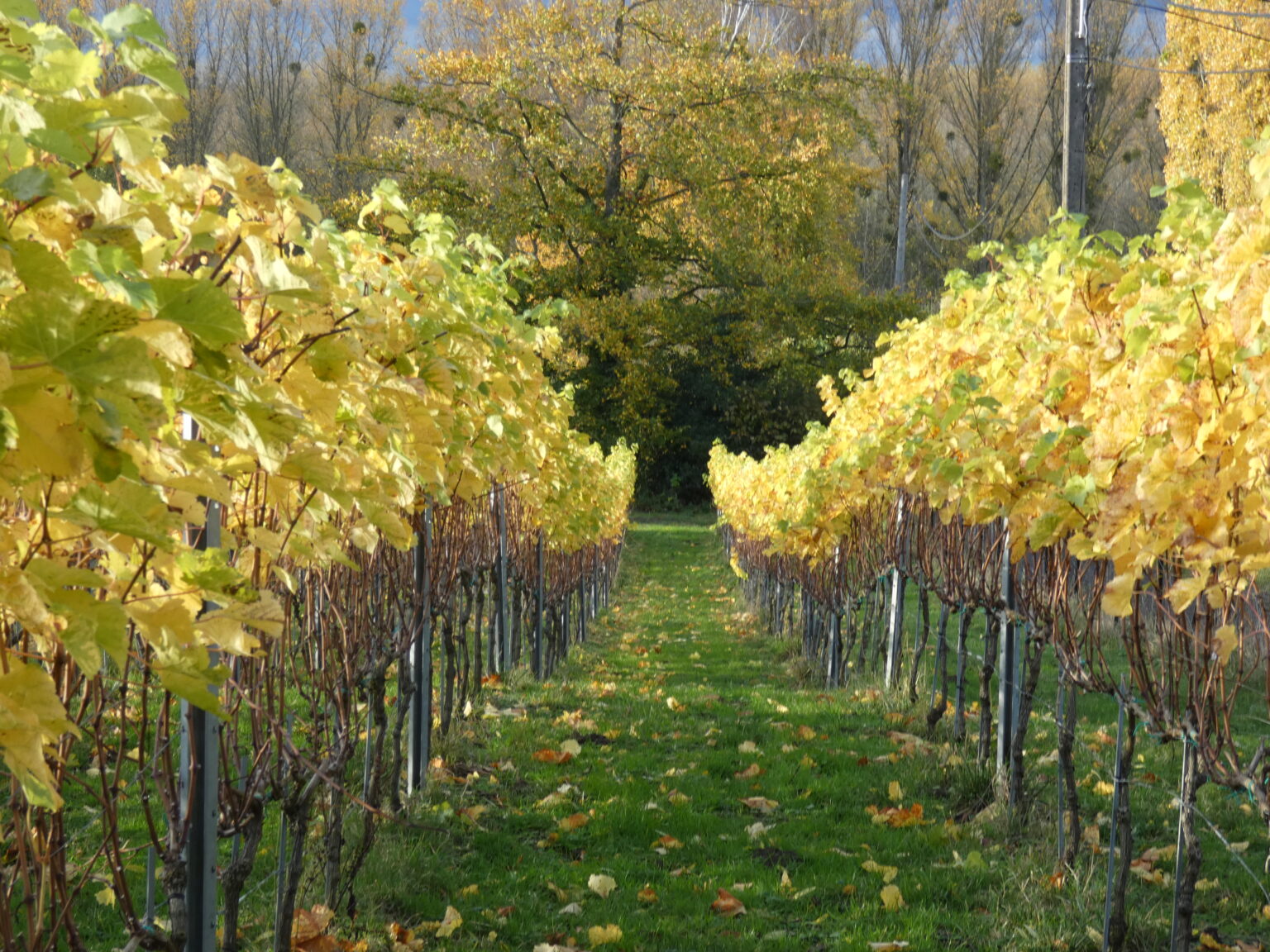 Vignes du domaine de Krayenberg à Beersel