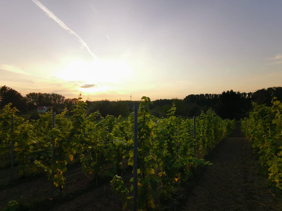 Les cépages du domaine de Krayenberg